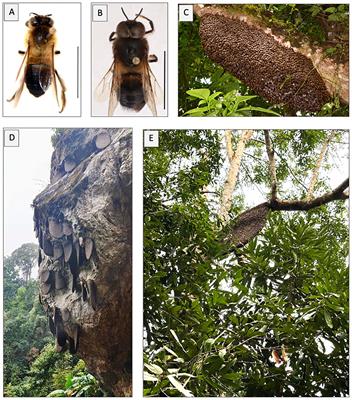 The distribution of Apis laboriosa revisited: range extensions, biogeographic affinities, and species distribution modelling